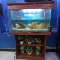 2nd hand Aquarium with 5 fishes