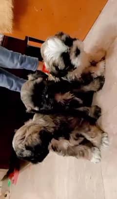 shihtzu puppies for sale healthy and active 0