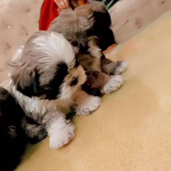 shihtzu puppies for sale healthy and active 2