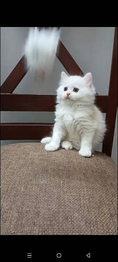 persian triple coat male and female kitten available for sale