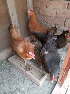 4 hen for sale healthy and active eggs de rahi hn