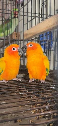 Red Factor Sun Conure DNA Pair With Breeding history