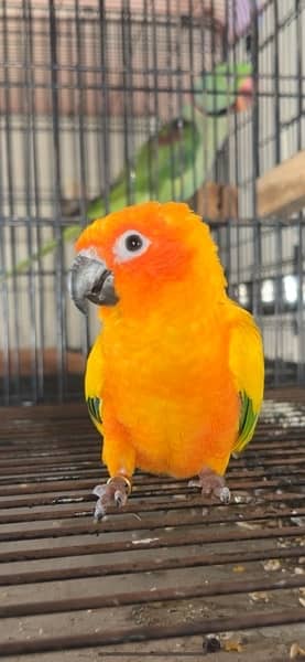 Red Factor Sun Conure DNA Pair With Breeding history 1