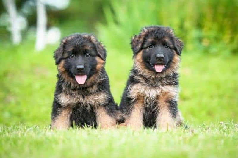 German Shepherd long coat puppies 1