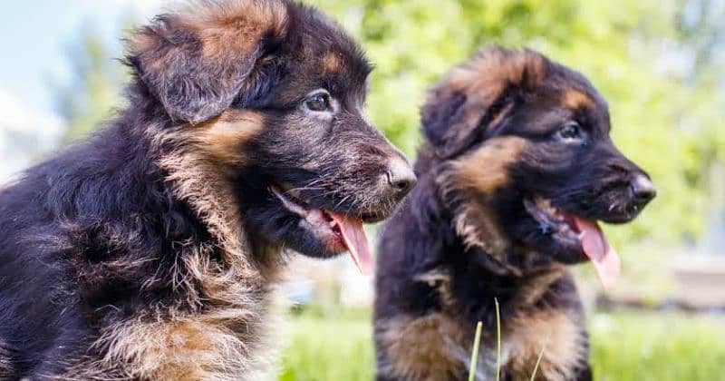 German Shepherd long coat puppies 2