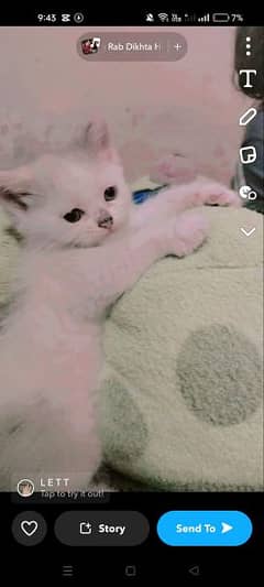 Persian male kitten 0