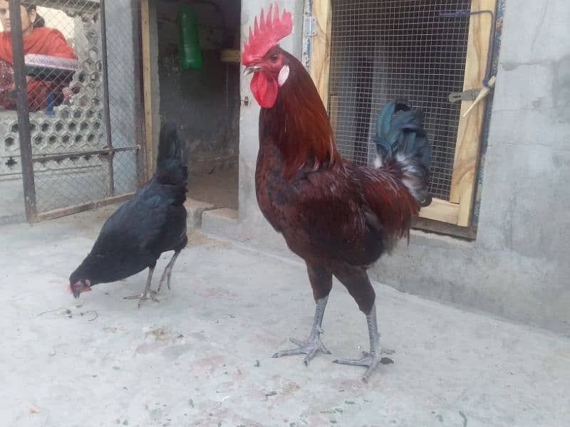 گولڈن مصری انڈوں والی مرغیاں۔ 1 مرغا 4 مرغیاں 6