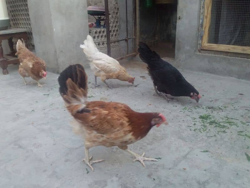 گولڈن مصری انڈوں والی مرغیاں۔ 1 مرغا 4 مرغیاں 7