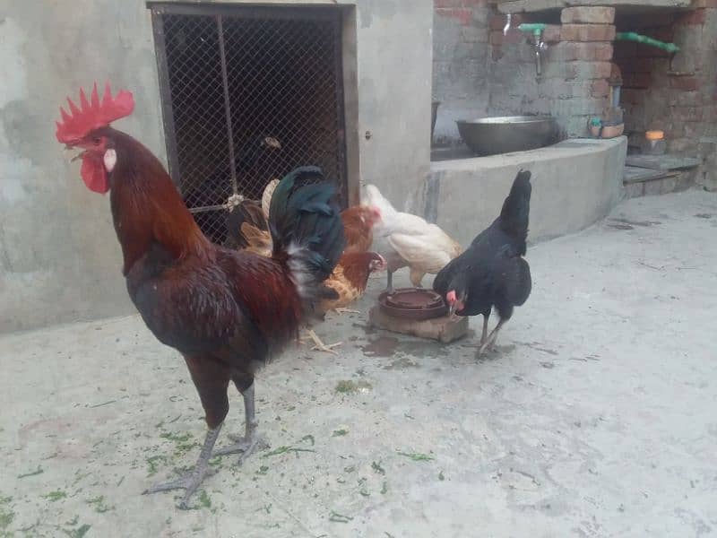 گولڈن مصری انڈوں والی مرغیاں۔ 1 مرغا 4 مرغیاں 9