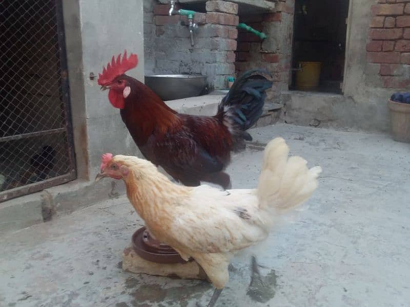 گولڈن مصری انڈوں والی مرغیاں۔ 1 مرغا 4 مرغیاں 10