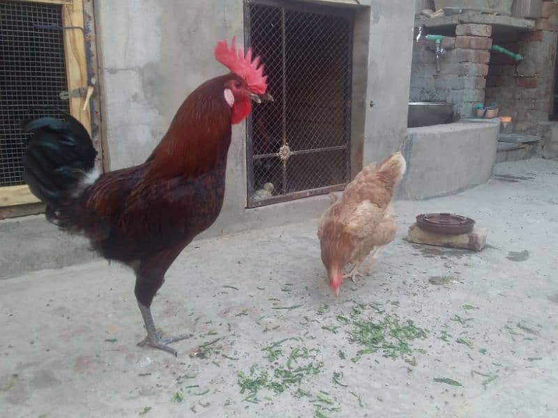 گولڈن مصری انڈوں والی مرغیاں۔ 1 مرغا 4 مرغیاں 14