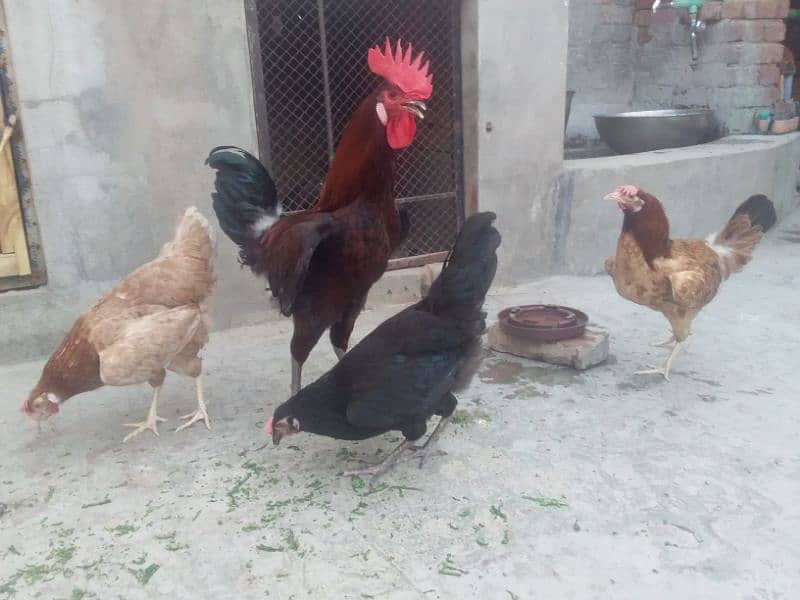 گولڈن مصری انڈوں والی مرغیاں۔ 1 مرغا 4 مرغیاں 17
