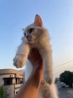 Blue Eye White Persian Kitten Cat