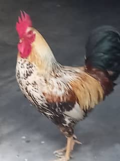 an egg laying hen and a cock