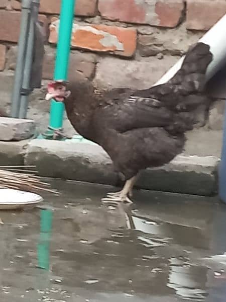 an egg laying hen and a cock 2