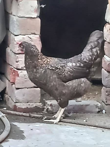 an egg laying hen and a cock 4