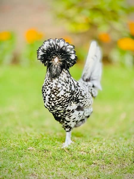 Fancy Breeds kay Eggs & Chicks   For Sale 3