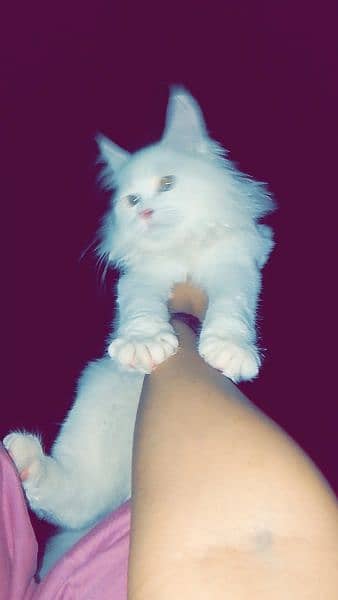 Persian cat for sale 2