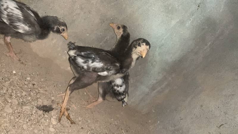 O Shamo chicks king size (Chicks for sale)price Final 3