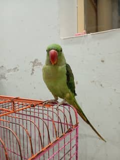 Raw parrot For sale 0