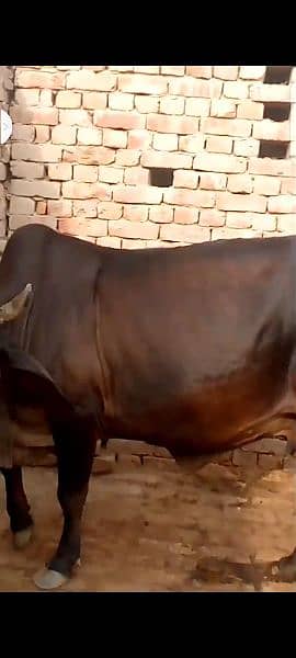 Cow Jarsi 3