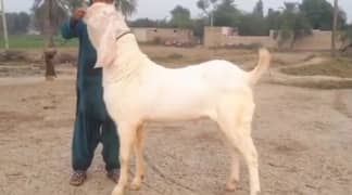 desi Bakra for sale WhatsApp number on 03229844345)