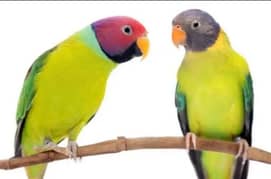 Talking parrot plum head breeders and Chicks available for sale