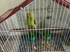 Green Talking Parrot for sale talking parrot