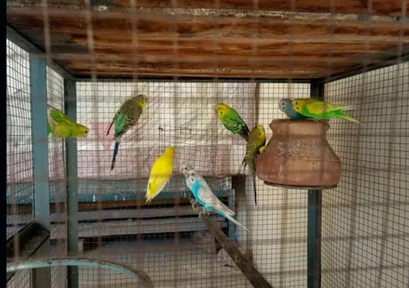pair of Australian birds are available in good price 2