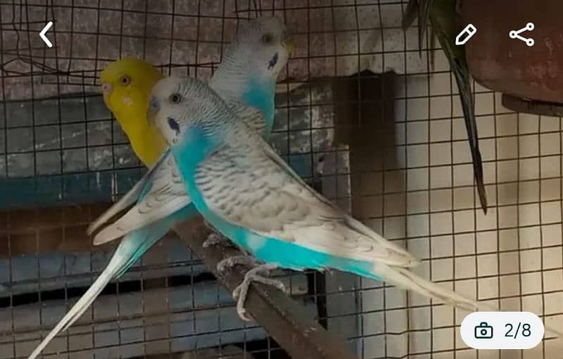 pair of Australian birds are available in good price 3