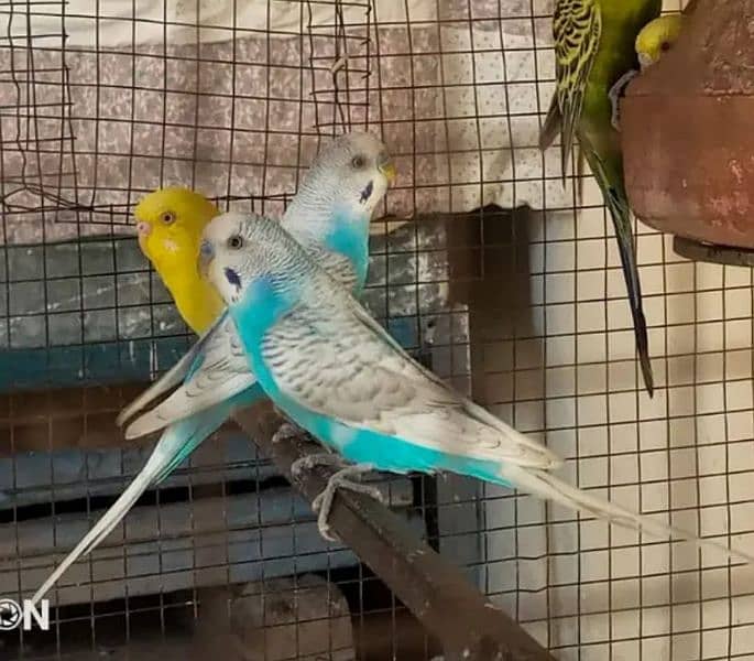 pair of Australian birds are available in good price 5