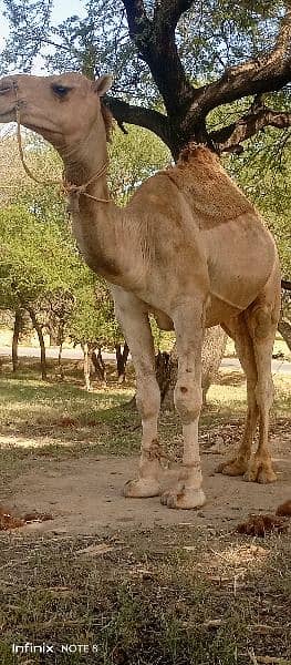 qurbani camels. . . 2