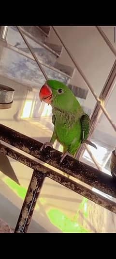 raw parrot. ring neck parrot pattah 0