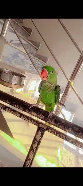 raw parrot. ring neck parrot pattah 1