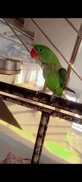 raw parrot. ring neck parrot pattah 2