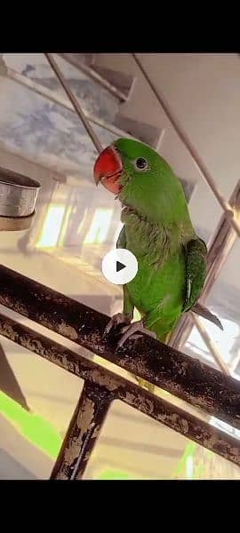 raw parrot. ring neck parrot pattah 4