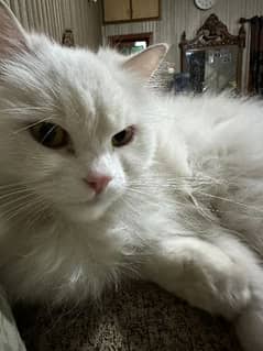 persian Female cat for sale