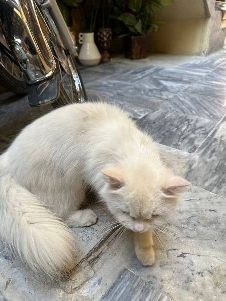 persian Female cat for sale 2