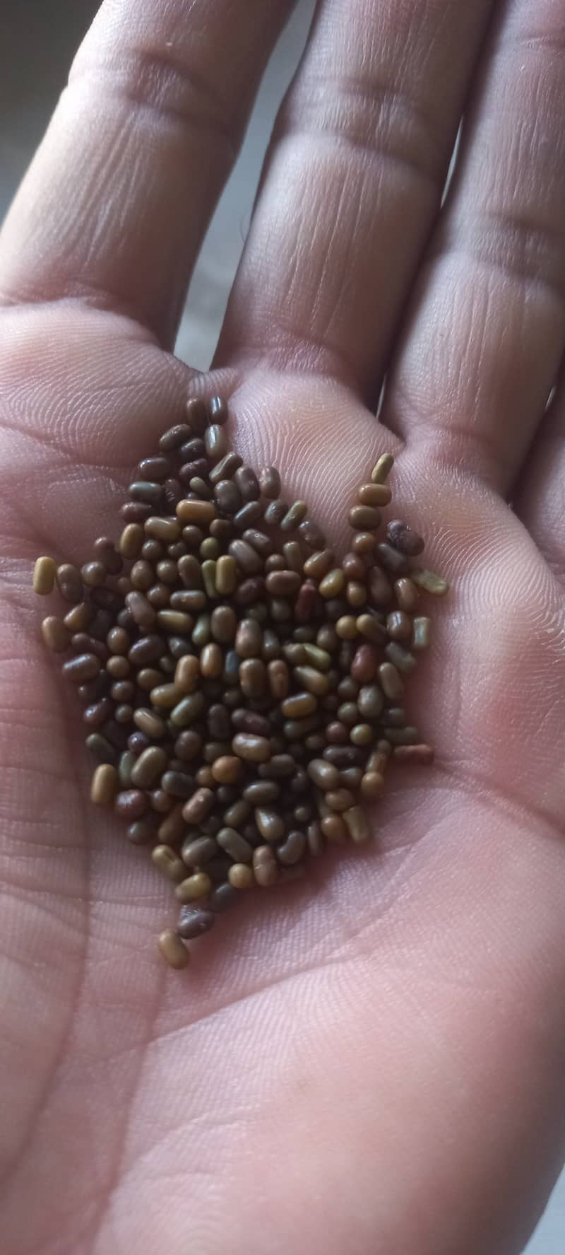 Jantar Seed, Sesbania Seed 1