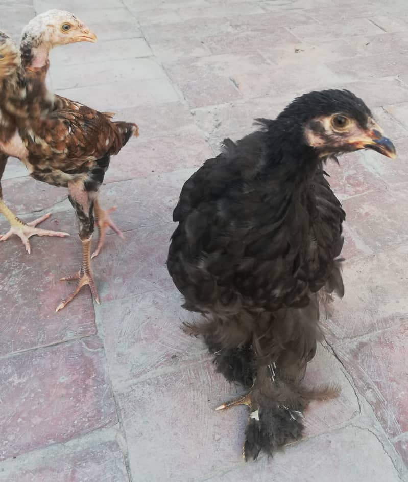 2 Pure Aseel chicks, 1 Black Hwavy Buff Chick, 2 Brahma Cross chicks 1