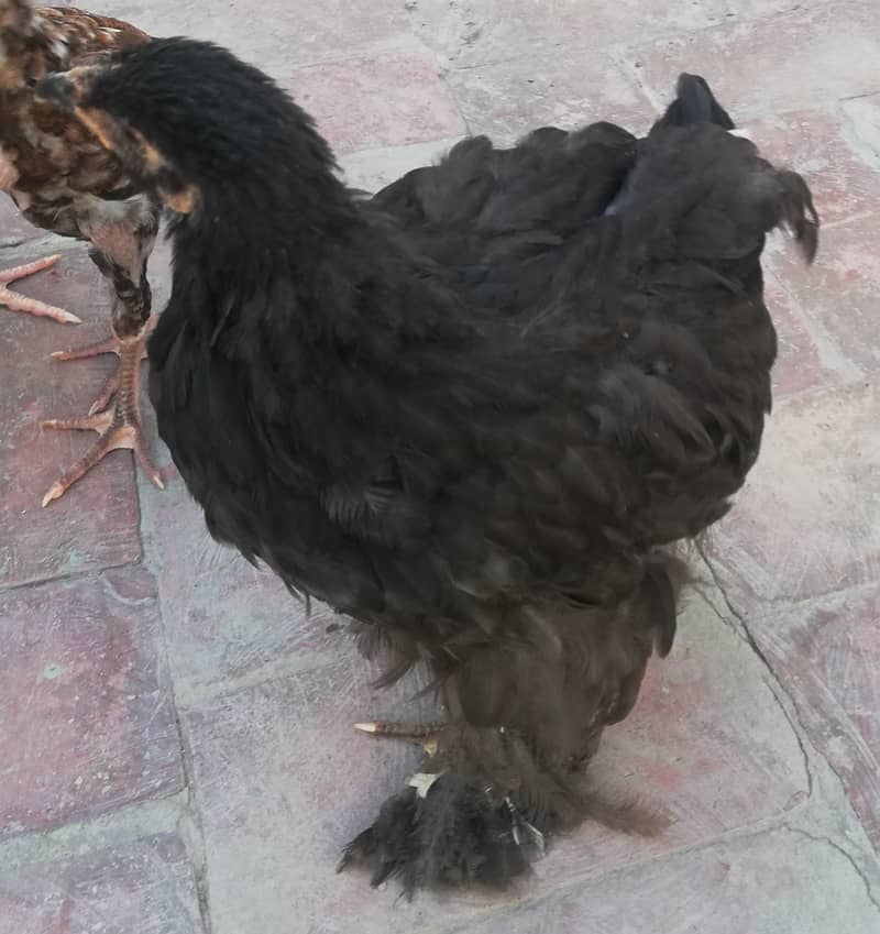 2 Pure Aseel chicks, 1 Black Hwavy Buff Chick, 2 Brahma Cross chicks 2