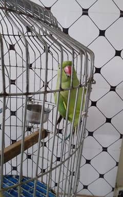2 female parrot with cage 22000