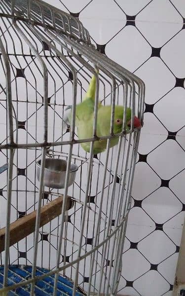 2 female parrot with cage 22000 1
