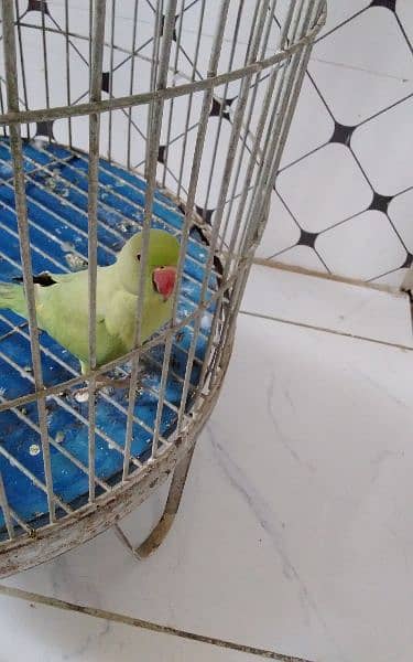 2 female parrot with cage 22000 2