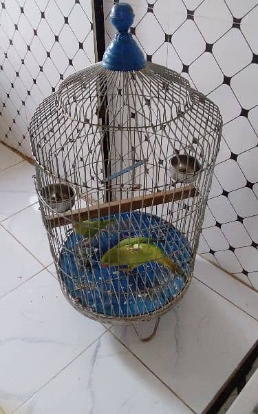 2 female parrot with cage 22000 3