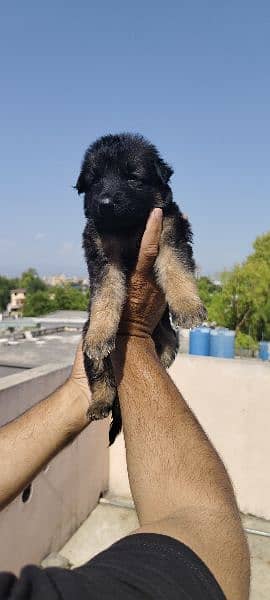 German Shepherd puppies for sale 1