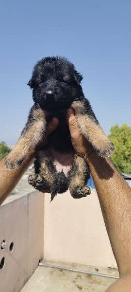 German Shepherd puppies for sale 2