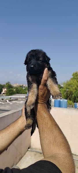 German Shepherd puppies for sale 6