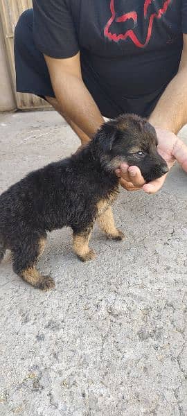 German Shepherd puppies for sale 8