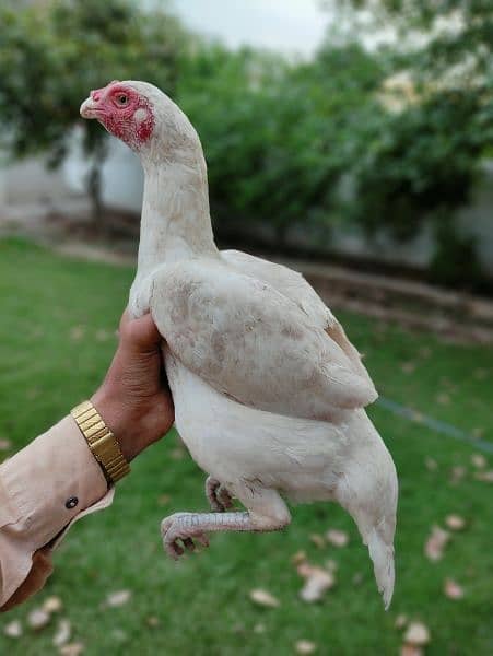 White Heera Aseel Hen for sale | egg laying hen for sale 2